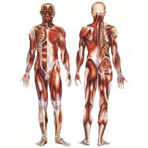 rencontre osteopathie